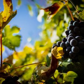 domaine-de-sauzet-vignoble (3)