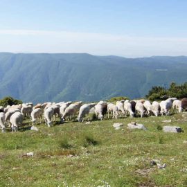 mont-aigoual (4)