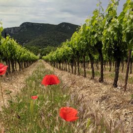 terre-des-2-sources-vignoble (2)